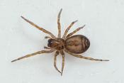 huiskaardespin (amaurobius fenestralis) 4-2012 6770
